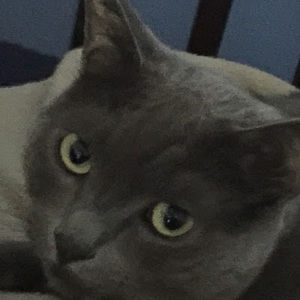 Meet your Posher, Thomas